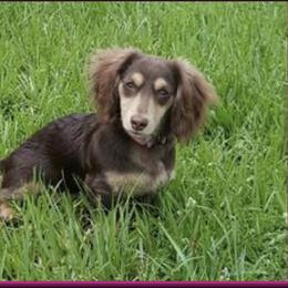 Dachshund All Grown Up from FloriDachs Miniature Dachshunds