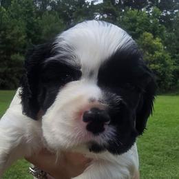 Winslow - Black and white male Cocker Spaniel puppy in Florence, South Carolina from Reddick's American Cocker Spaniels
