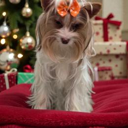 Truffels - Yorkshire Terrier