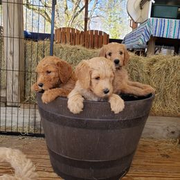 Goldendoodle Puppies from Southern Charm Goldendoodles