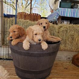 Goldendoodle Puppies from Southern Charm Goldendoodles