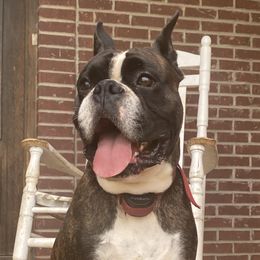 Aksel - Boxer