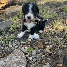 Border Collie and Bordoodle Puppies from Ashtin's Border Collies and Bordoodles