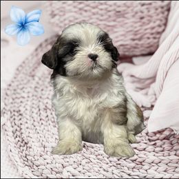 Teddy - Sable and white male Shih Tzu puppy in Tuscola, Illinois from Dream on puppies