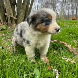 Boy 3 - Blue merle male Australian Shepherd puppy in Sunbright, Tennessee from Laudrick Aussies