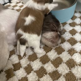Shih Tzu Puppies from Wood Foo Breeders