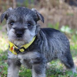 See New video. Girl 2 Salt and Pepper - Salt and pepper female Miniature Schnauzer puppy in Spring Hill, Florida from Suncoast Miniature Schnauzers