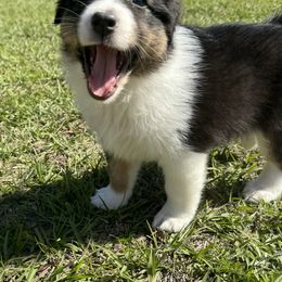 Australian Shepherd Puppies from Ace of Spades Australian Shepherds