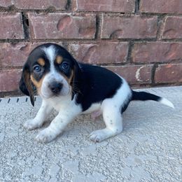 Boy 2 (Green) - Black and white male Beagle puppy in Crestview, Florida from Alicia's Beagles
