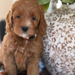 Foxy - Red  female Goldendoodle puppy in Yuciapa, California from AlltheDoodlez_