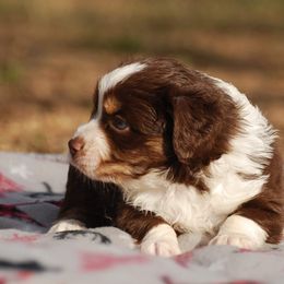 Miniature Australian Shepherd Puppies from Another Day Kennel at Cassel Ranch