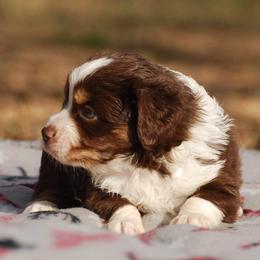 Miniature Australian Shepherd Puppies from Another Day Kennel at Cassel Ranch