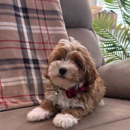 Coco - Red male Cavapoo puppy in Mint Hill, North Carolina from DoodleForever