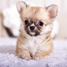 Cinnamon - Fawn female Chihuahua puppy in Orlando, Florida from Destiny Chihuahuas