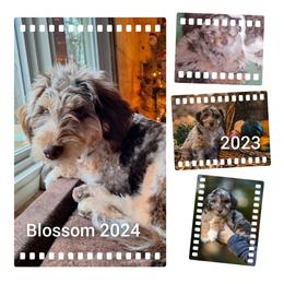 Aussiedoodle All Grown Up from Leafy Acre Mini Farm