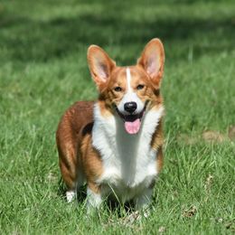 Bluebell - Pembroke Welsh Corgi