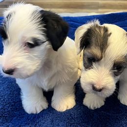 Females - White and badger male Sealyham Terrier puppy in Holden, Missouri from Thistle and Rock Sealyham Terriers