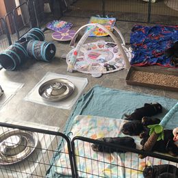 Rottweiler Puppies from Lakeside NY Rottweiler's