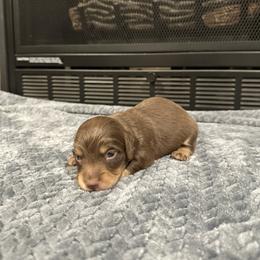 Colt - Chocolate and tan male Dachshund puppy in Stilwell, Oklahoma from B & K Dachshunds