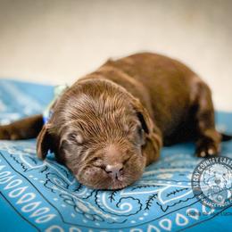 Mister Light Blue - Chocolate male Australian Labradoodle puppy in Wake Forest, North Carolina from Lucky Country Labradoodles