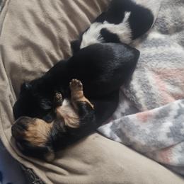 Yorkshire Terrier Puppies from Sonshine Yorkies