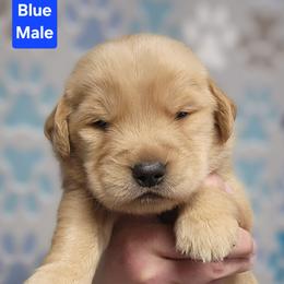 Boy 1 - Golden male Golden Retriever puppy in Wauseon, Ohio from Golden Sunrise Retrievers