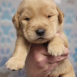 Boy 1 - Golden male Golden Retriever puppy in Wauseon, Ohio from Golden Sunrise Retrievers