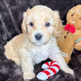 Churro - SM0549 - Cream male Australian Labradoodle puppy in Easley, South Carolina from Royal Diamond Labradoodles
