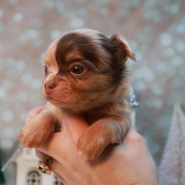 Chihuahua Puppies from Fiddlefigg Chihuahuas