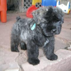 Bouvier des Flandres Puppies from Always Bouviers