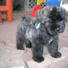 Bouvier des Flandres Puppies from Always Bouviers