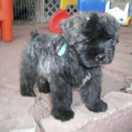 Bouvier des Flandres Puppies from Always Bouviers
