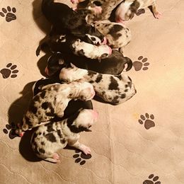 Australian Shepherd, Miniature Australian Shepherd, and Toy Australian Shepherd Puppies from V5 Mini Aussies