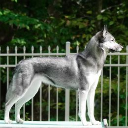 Deet - Siberian Husky
