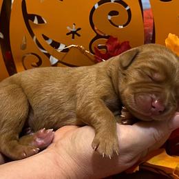 Labrador Retriever puppies from North Star Retrievers