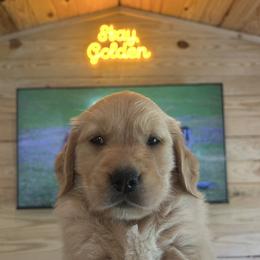 Golden Retriever Puppies from Apple Country Retrievers