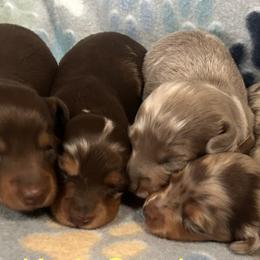 Dachshunds from Kmh Southern Dachshunds