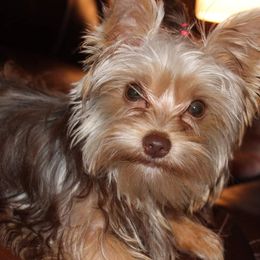 Yorkshire Terriers from Saraphina's Little Yorkie Angels