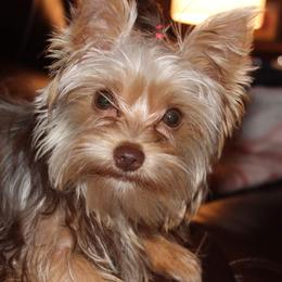 Yorkshire Terriers from Saraphina's Little Yorkie Angels