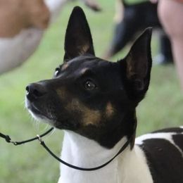 Rat Terriers from DF's Unlimited Ruff