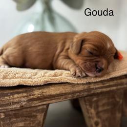 Gouda - Ruby male Cavalier King Charles Spaniel puppy in El Campo, Texas from Longhorn Cavaliers