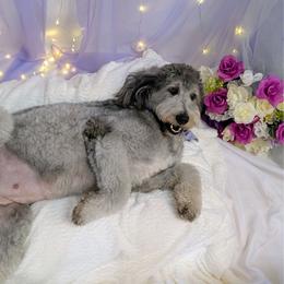 Kiwi - Goldendoodle