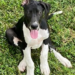 Great Danes from Mint Leaf Springs Farms