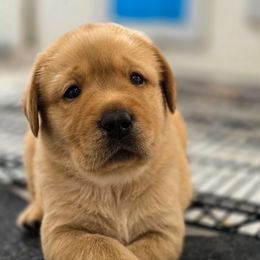Labrador Retriever Puppies from Eternity Labradors
