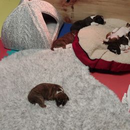 Basenji Puppies from Royal Basenji