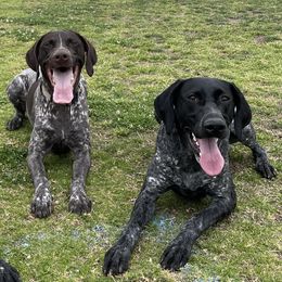 German Shorthaired Pointers from Morrison Gun dogs