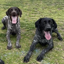 German Shorthaired Pointers from Morrison Gun dogs