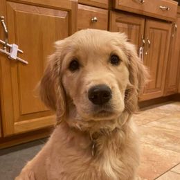 Golden Retriever Puppies from High Sierra Goldens
