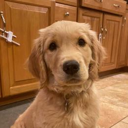 Golden Retriever Puppies from High Sierra Goldens