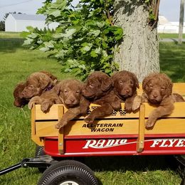 Chesapeake Bay Retriever Puppies from Twin Oak's Chesapeakes